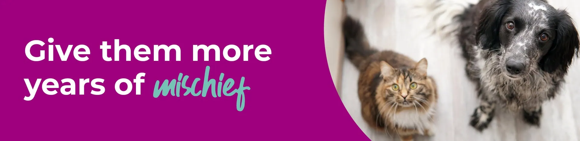 Senior Pets advice by Oak Barn Vets