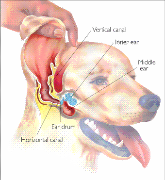 1_A_Dogs_Ear_Canal