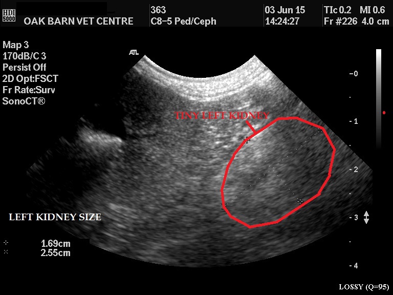 Left Kidney Plain RED OUTLINE