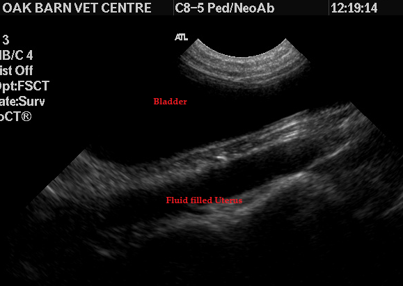 Ultrasound Scan