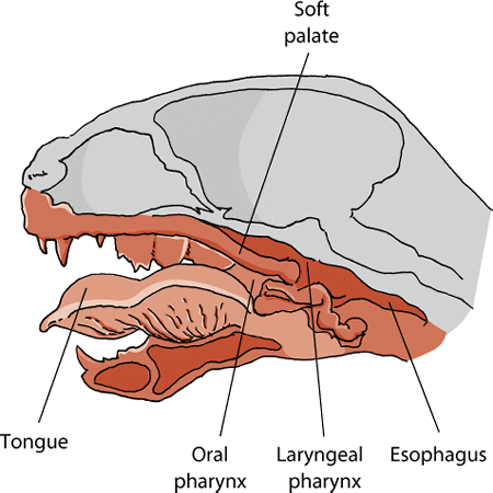 X section head