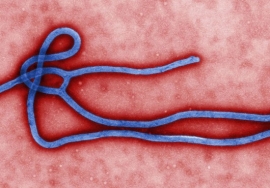 Ebola and our dogs - is there a risk?