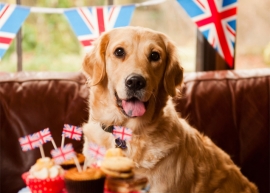 Paws for Tea - a date for the diary!