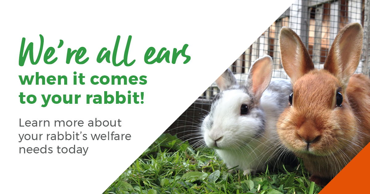 We're all ears when it comes to your rabbits