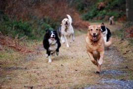 Surrey Police Update on Stolen Dogs - Good News!
