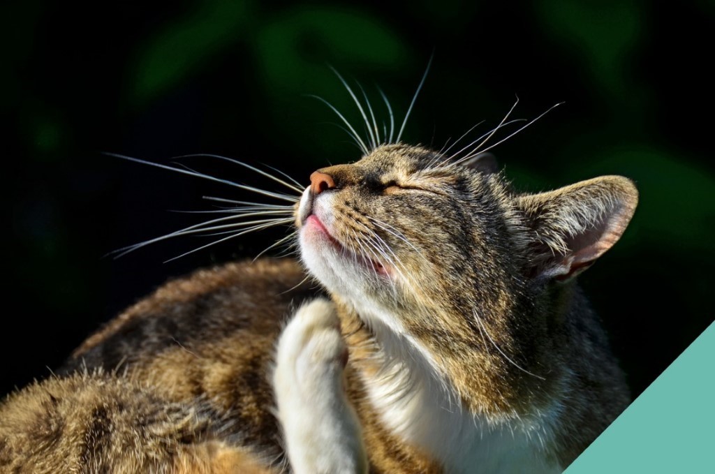Tick, flea & worm prevention for cats