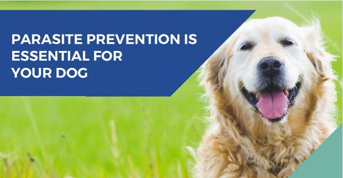 Tick, flea & worm prevention for dogs