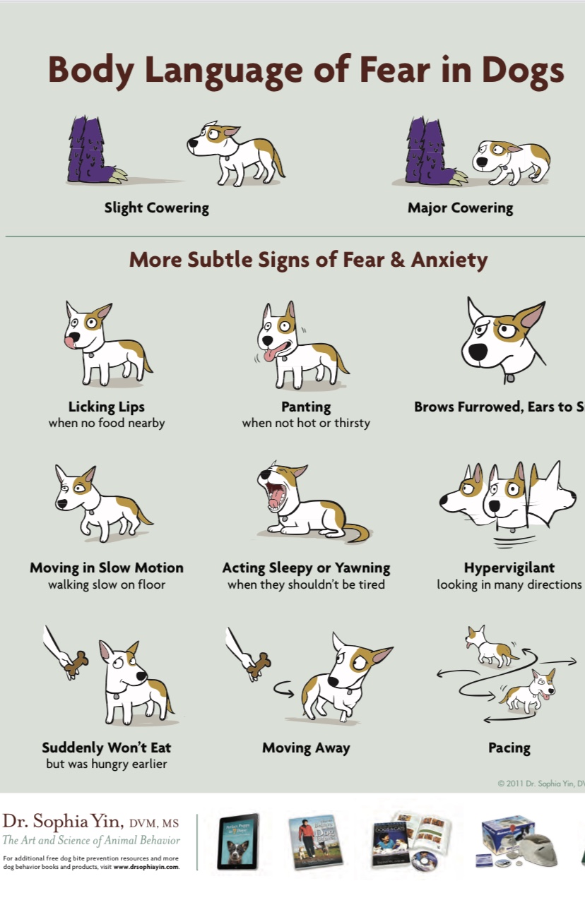 Well-being and Behaviour series - Dogs.