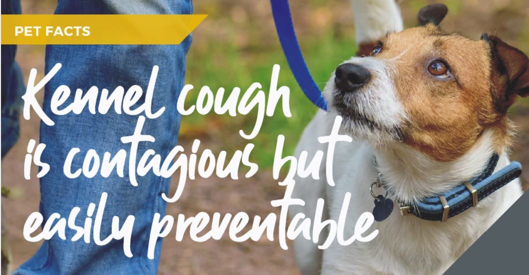 Guildford vets discuss kennel cough myths and facts