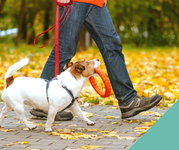 Walking your dog safely in autumn and winter