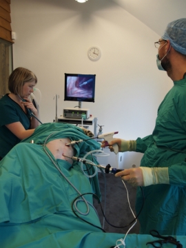 Laparoscopy (Key Hole Surgery) Comes to Oak Barn Vets!