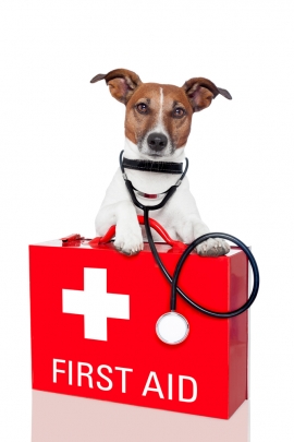 First Aid for Your Pets Talk