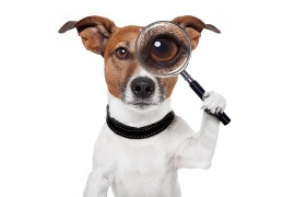 Changes are afoot in the Pet Insurance Industry.