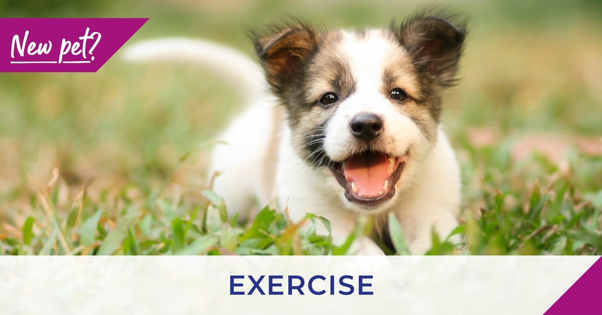 Guildford vets report on exercising your puppy and kitten