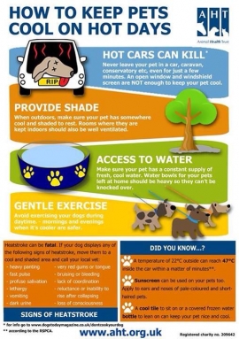 It's hot - advice to keep your pets cool!