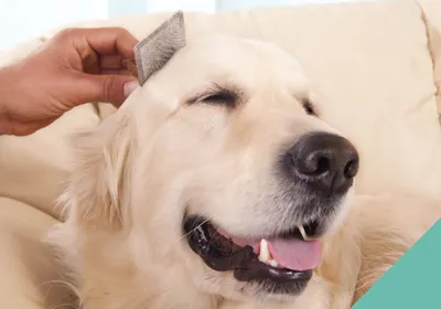 Advice on grooming your cat or dog at home