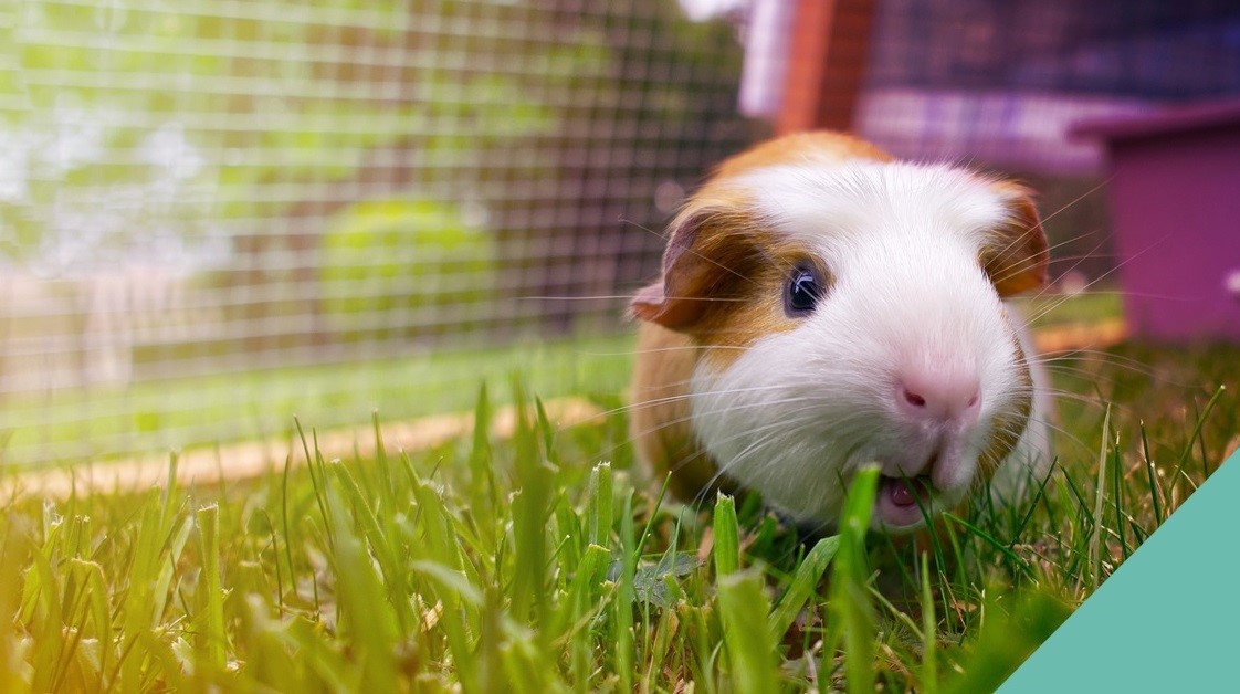 Guildford vets advice on guinea pig space requirements