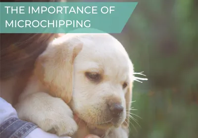 The importance of microchipping your pet