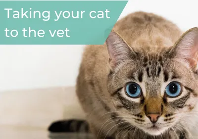 Taking your cat to the vets