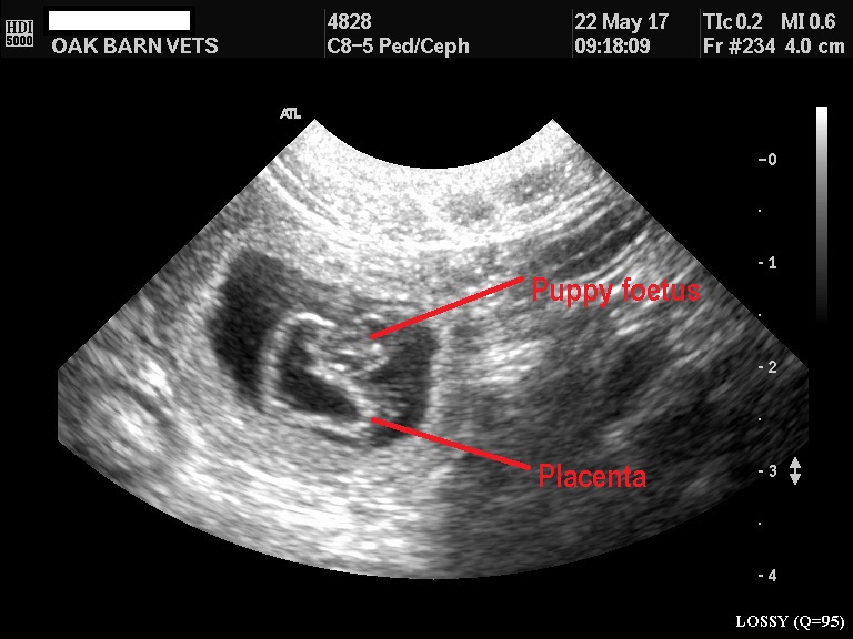 Pregnant dog sonogram