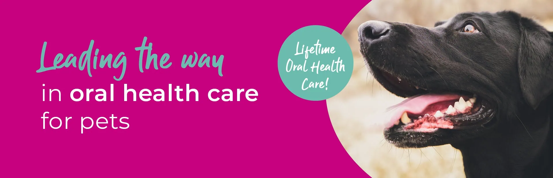 Pet Dental Care in Guildford: Essential Tips & Tricks