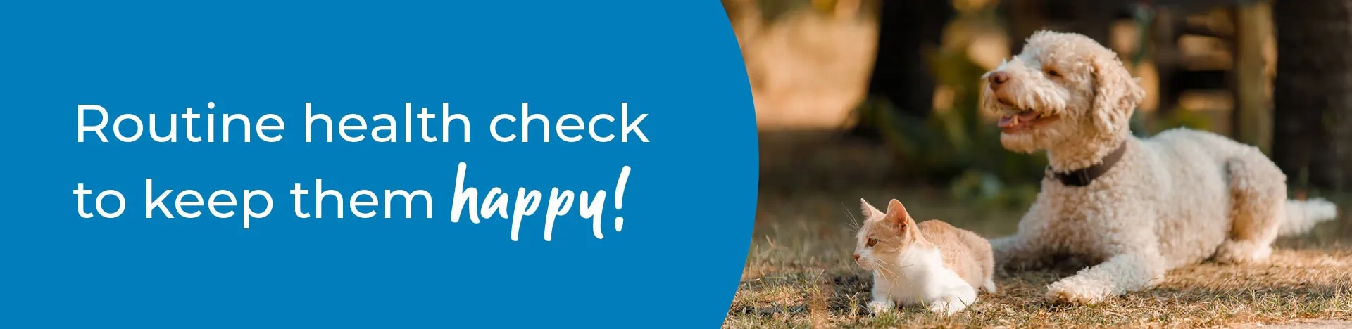 Pet Health Check in Guildford | Preventative Vet Care