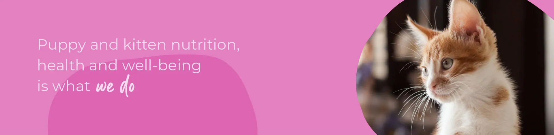 Start of Life for Your Puppy or Kitten